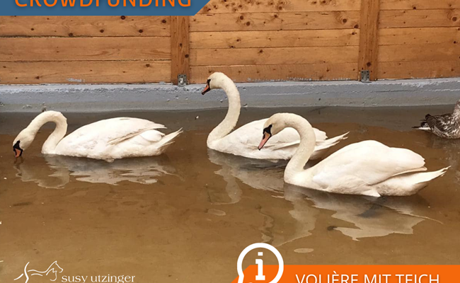 Crowdfunding Volière für grosse Wasservögel im SUST-Wildlife Rehabilitation Center
